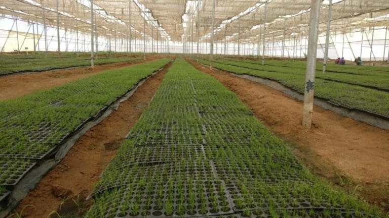 seedling-greenhouse-scaled-1-1536x864-1