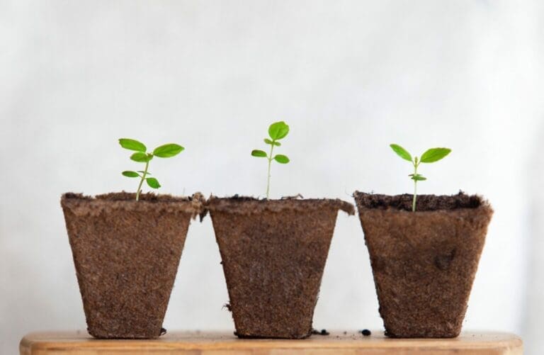 baby-plants-e1559922480352-scaled-1-1536x1002-1