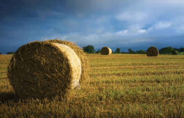 Hay-Bales-768x495