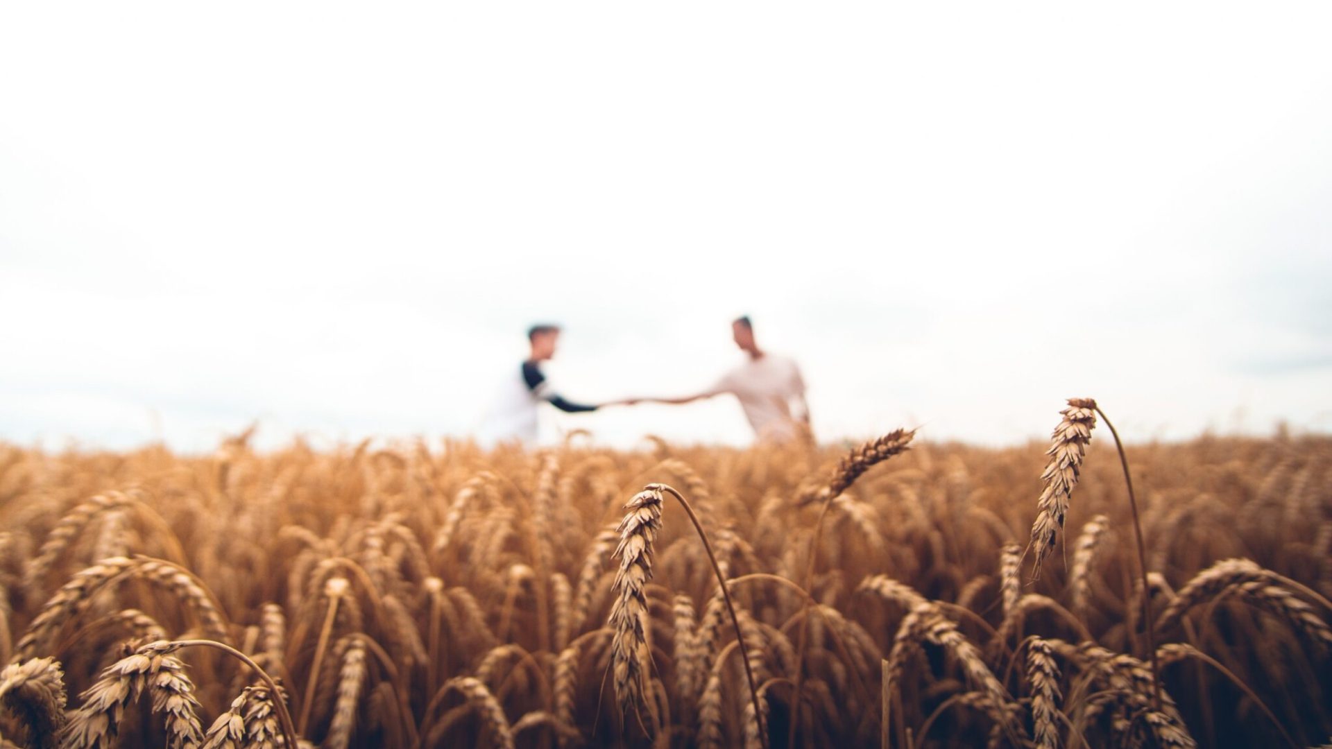 harvest-hands-scaled